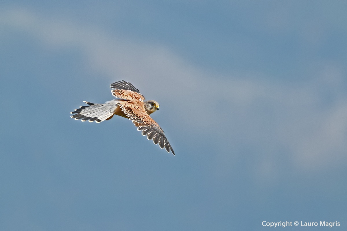 Kestrel in the holy spirit