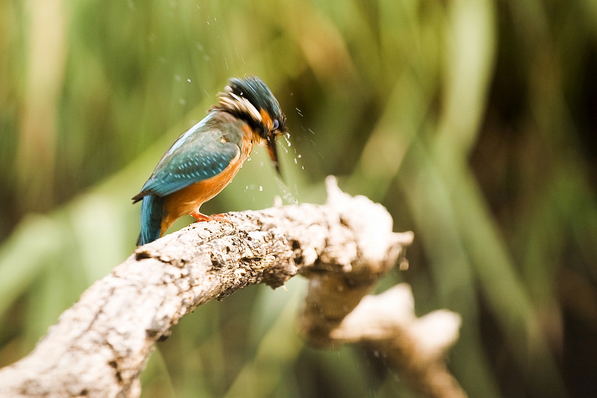 il mio primo Martin Pescatore (230813)