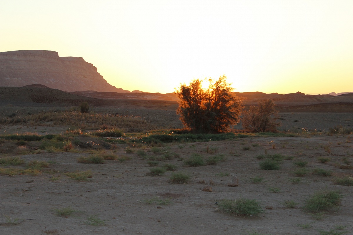 Roveto ardente nel Negev
