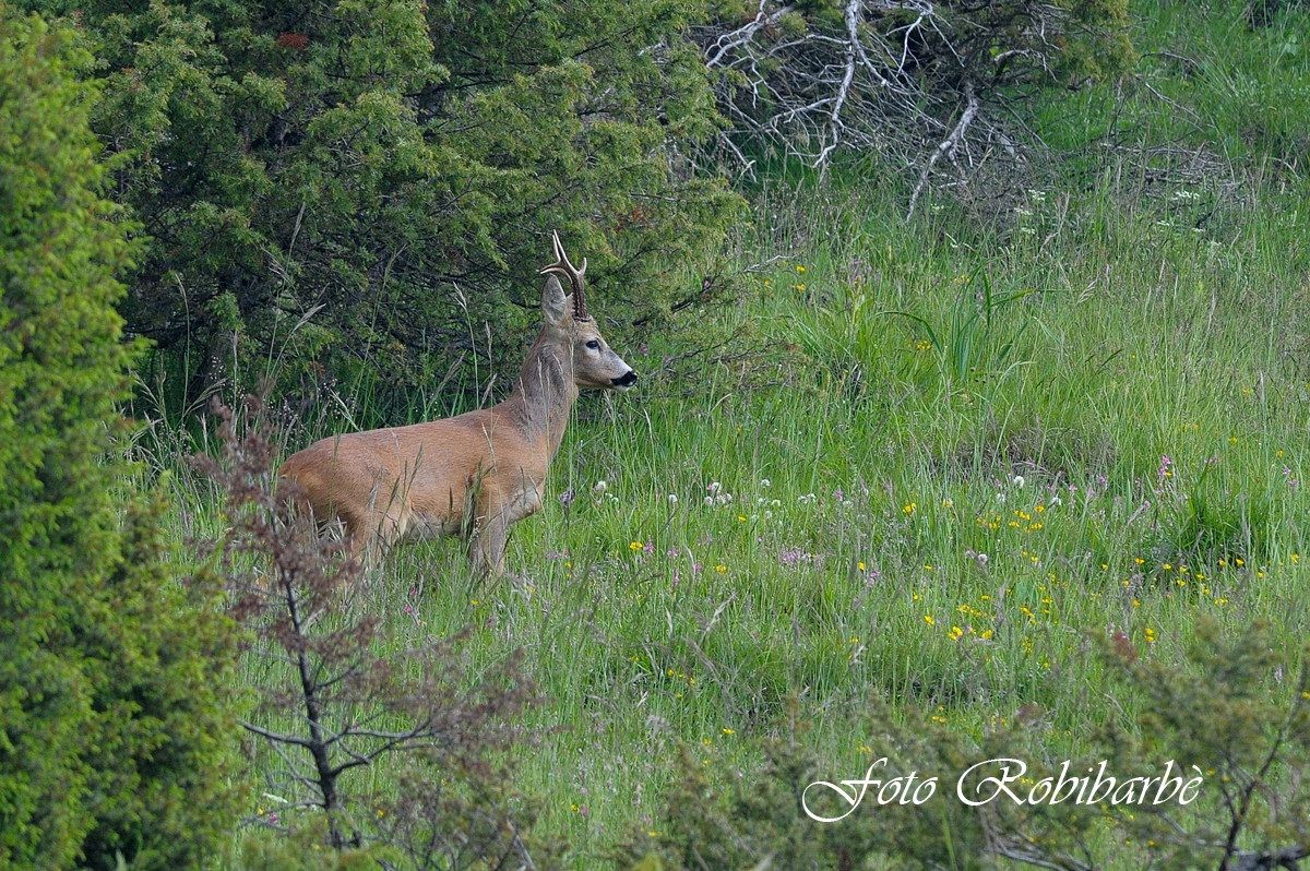 Capriolo.... un bel trofeo...