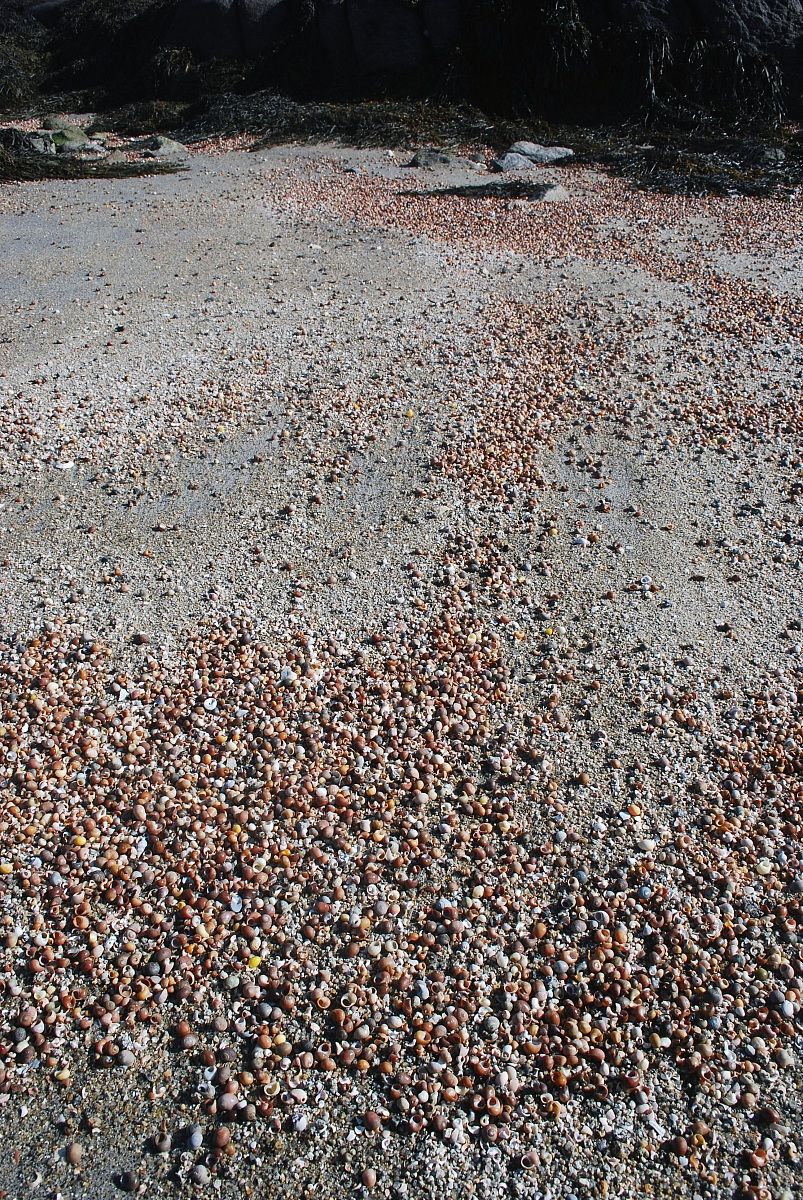 conchiglie sotto i piedi