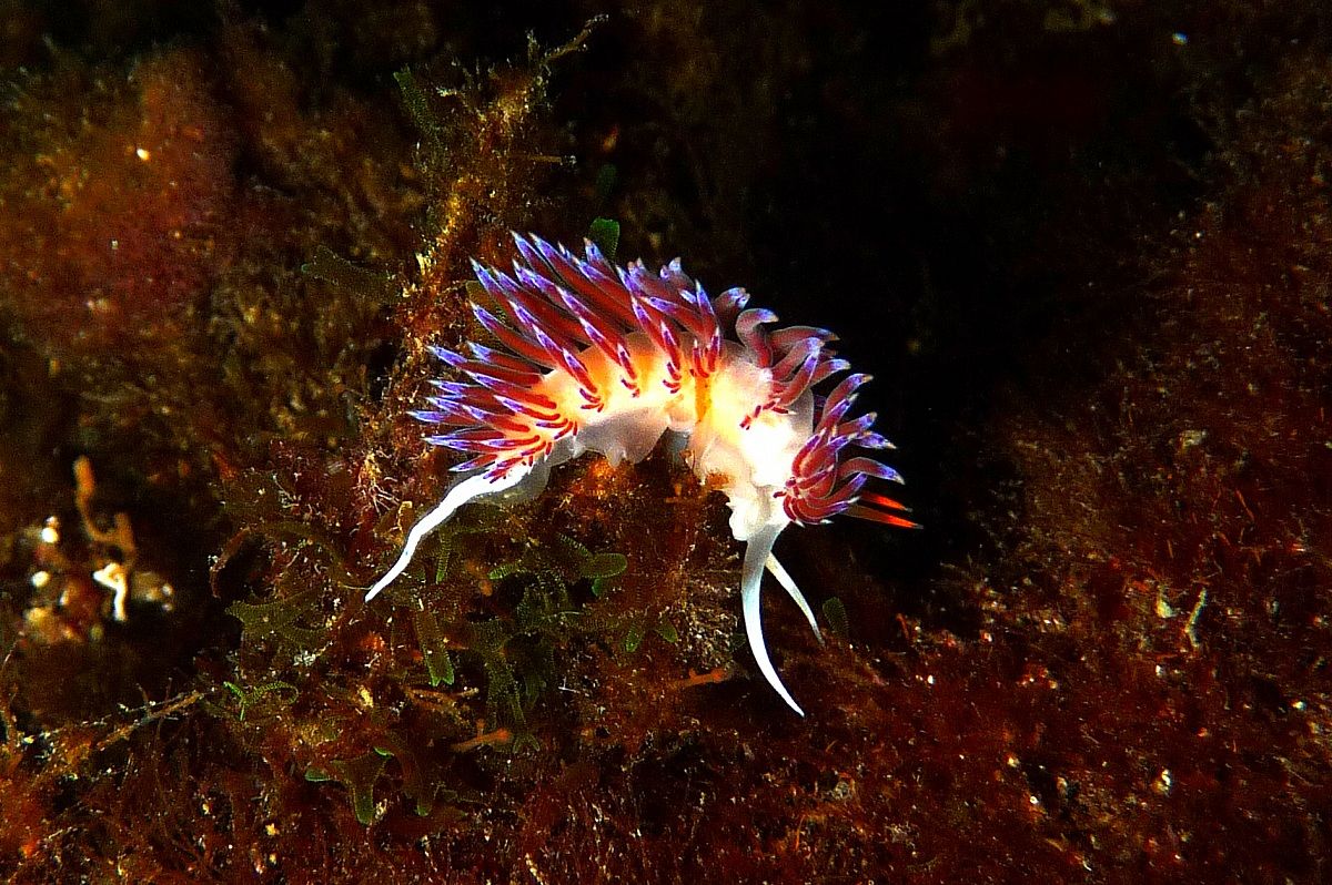 nudibranco