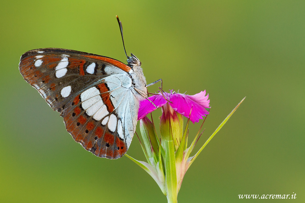 #Limenitis reducta #Nymphalidae