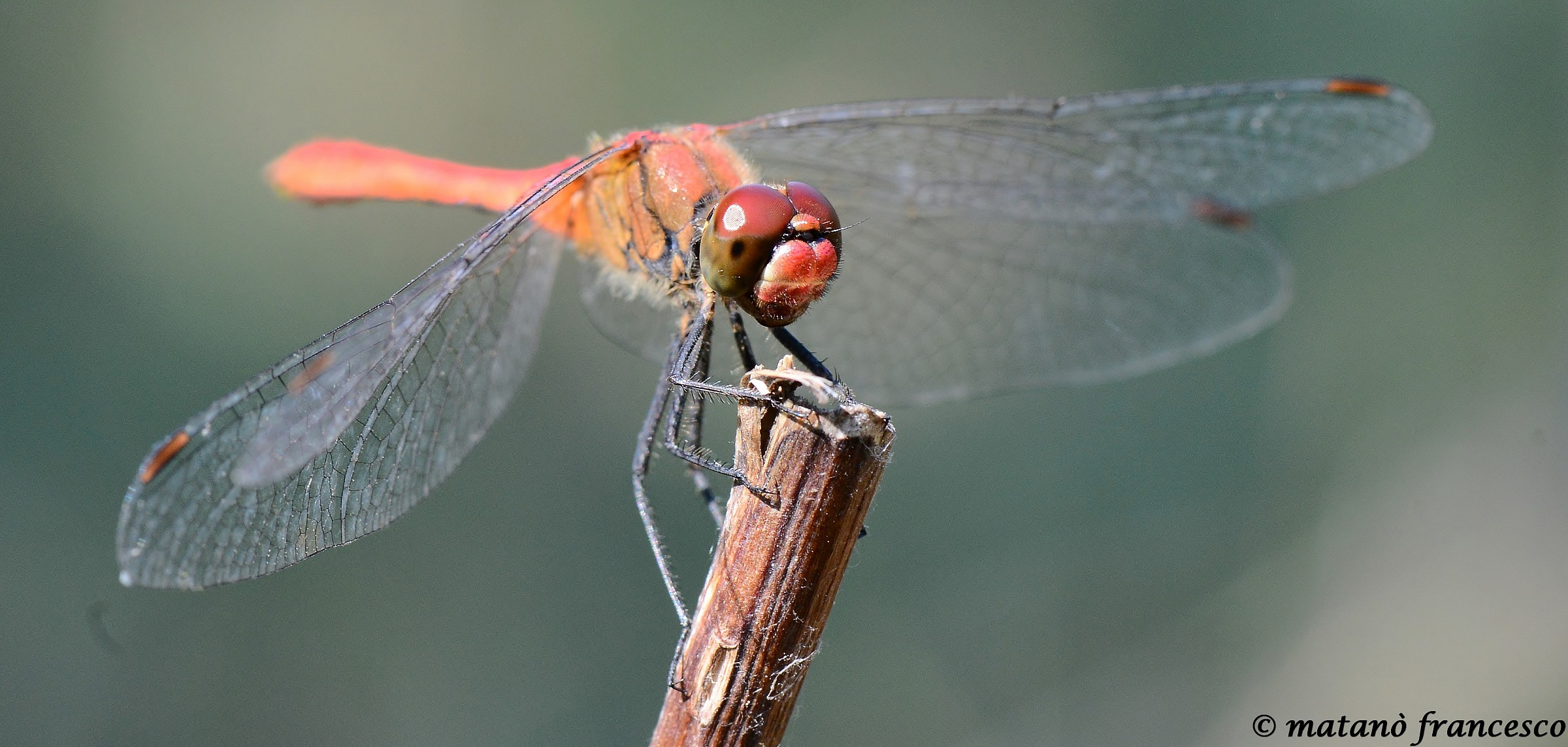 dragonfly