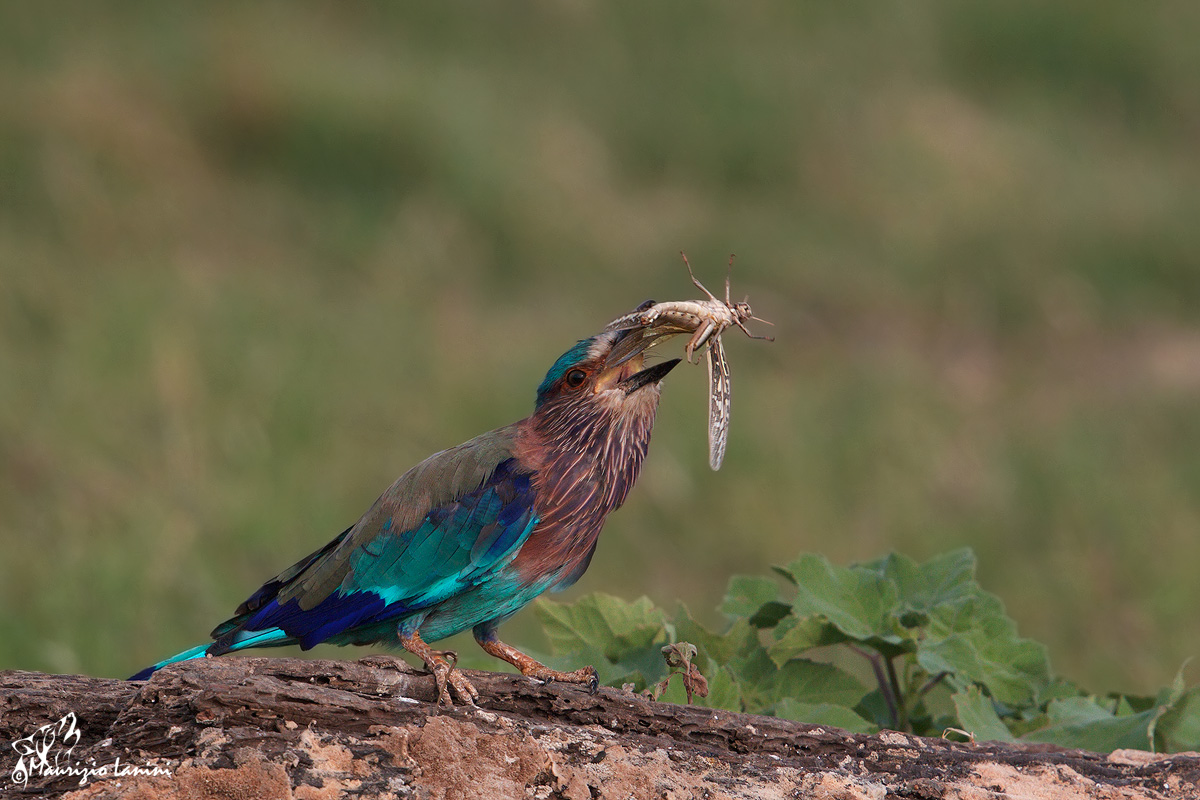 Adesso che ti ho preso ti faccio volare!!!