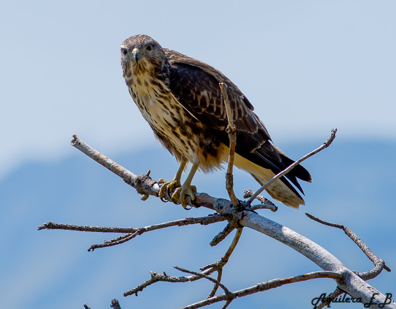 Poiana (Buteo buteo)