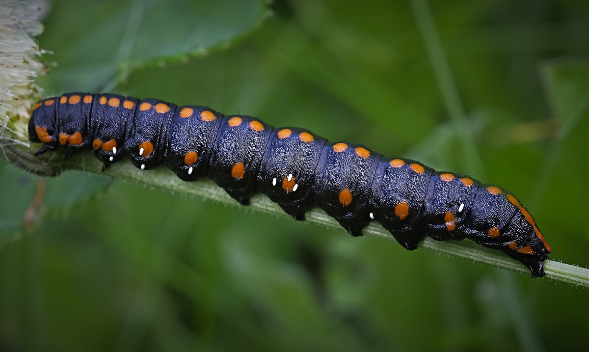 caterpillar