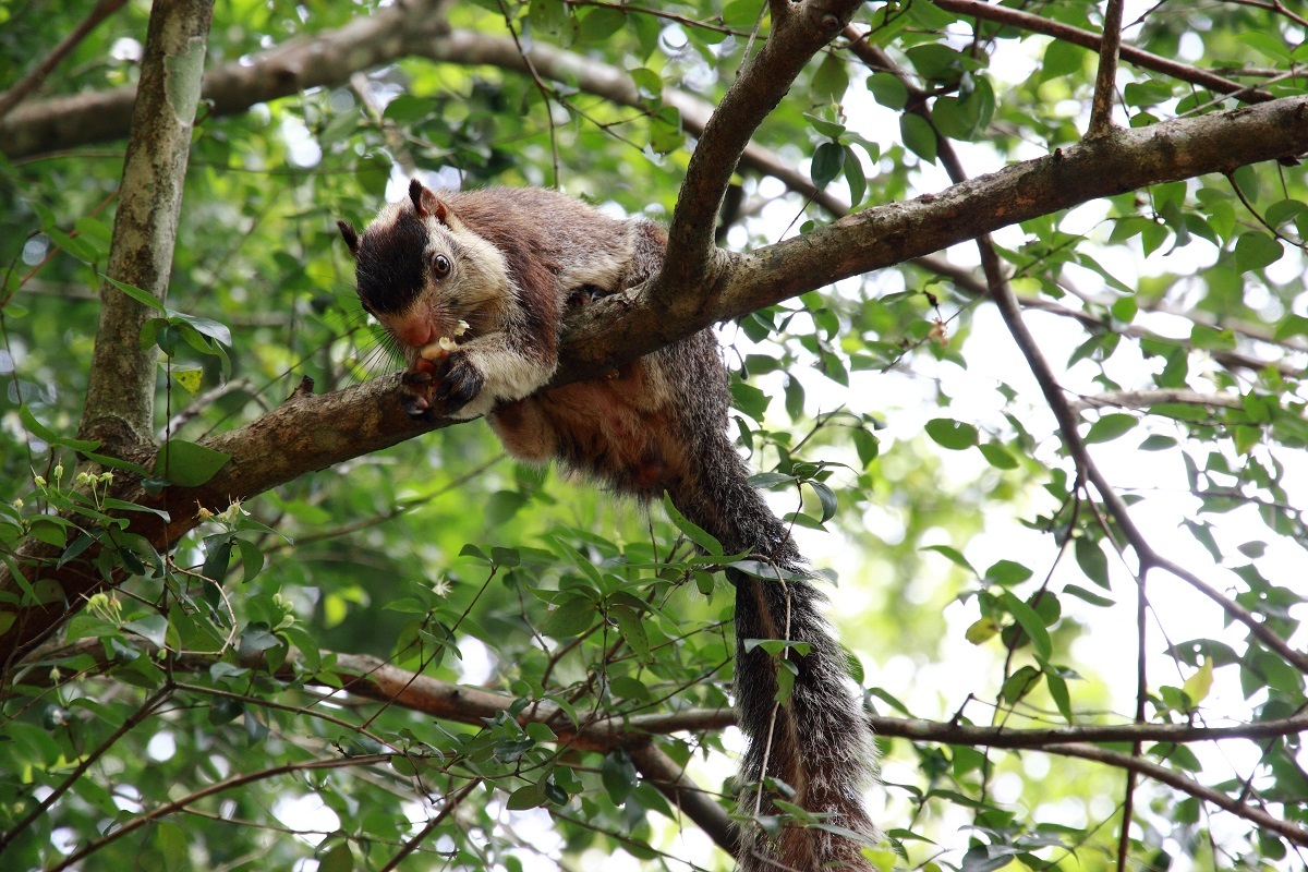 Scoiattolo tipico