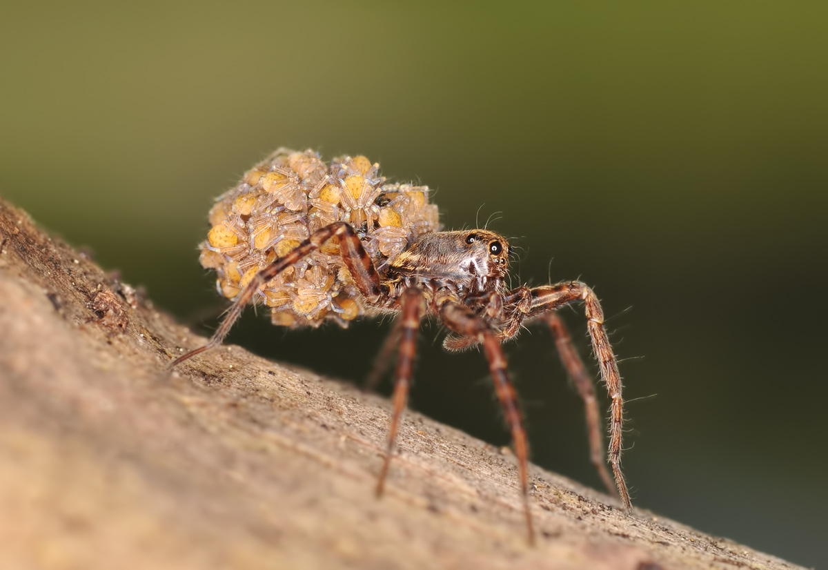 Licosa female with offspring