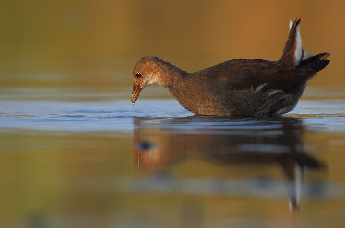moorhen