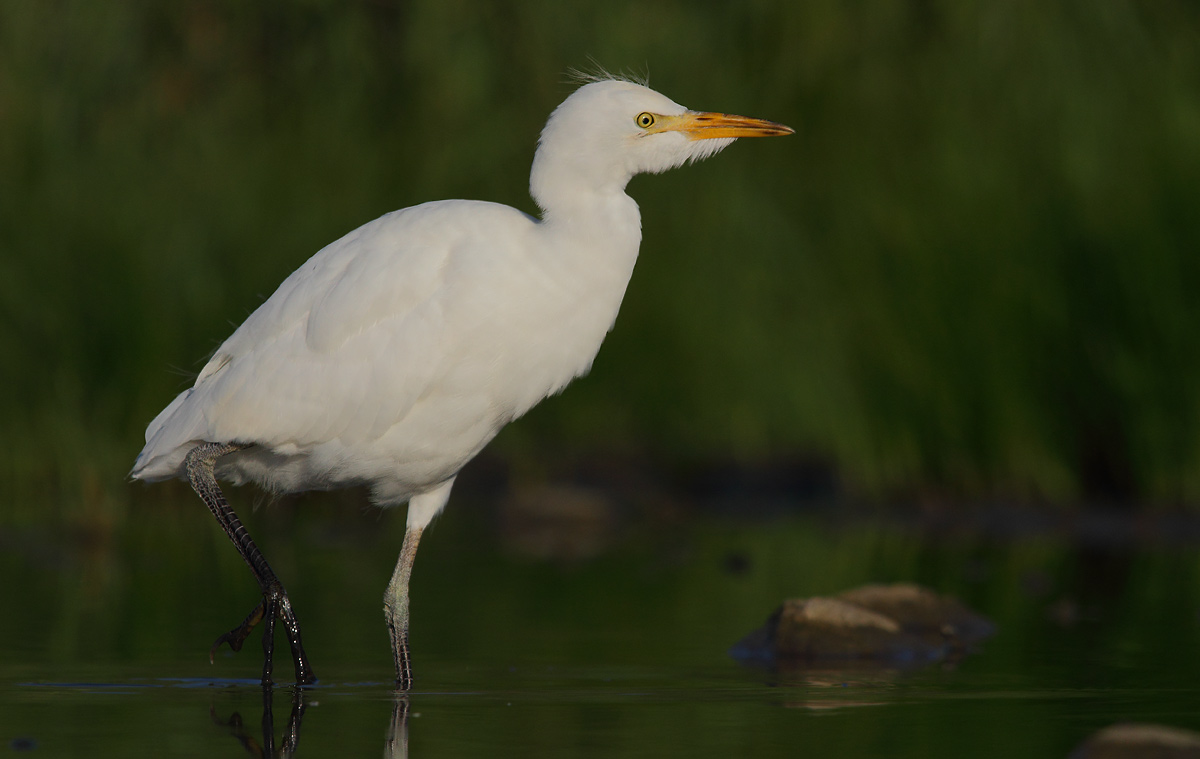 Cattle Egret