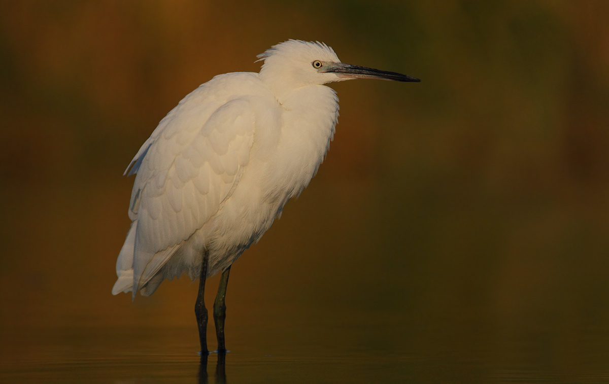 Egret