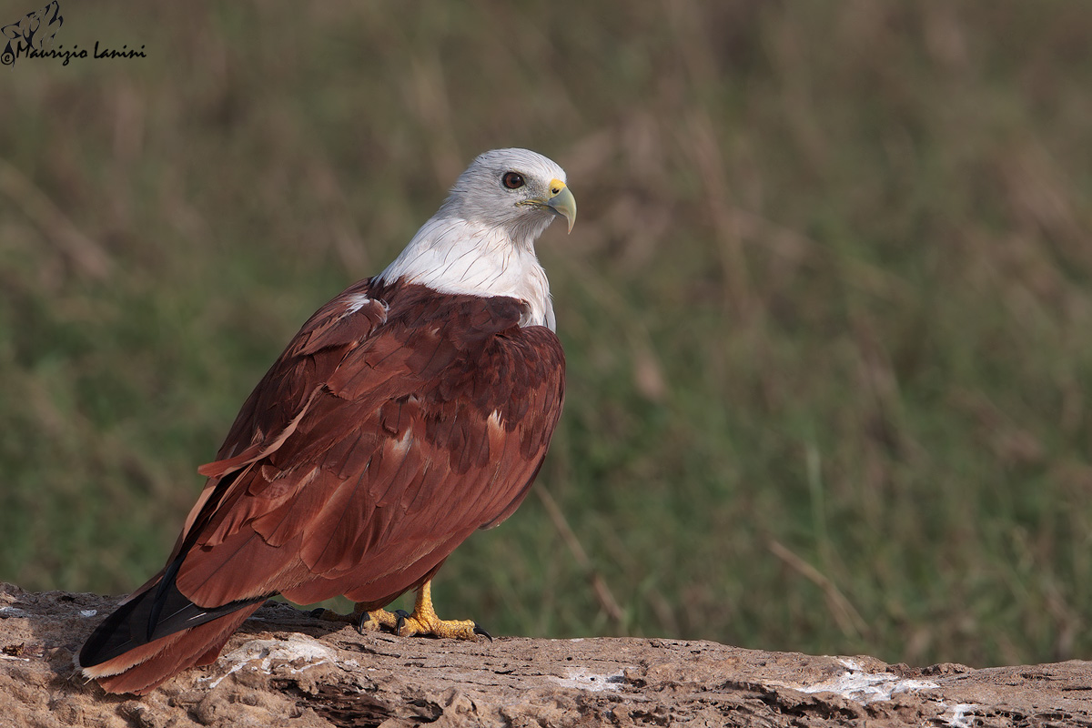 Falco bramino (Haliastur indus)