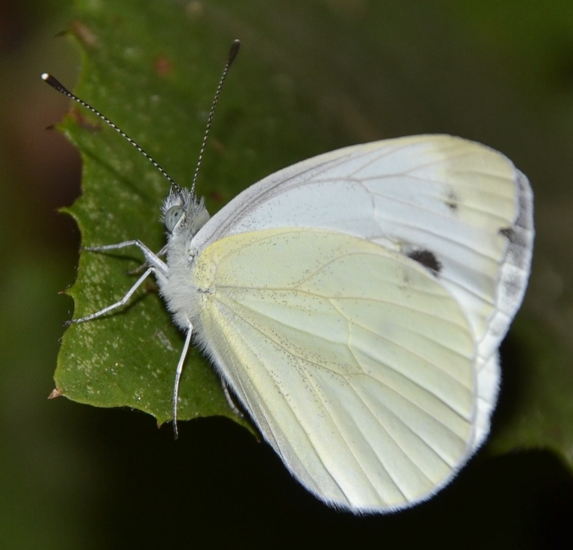 Farfalla bianca (cropped)