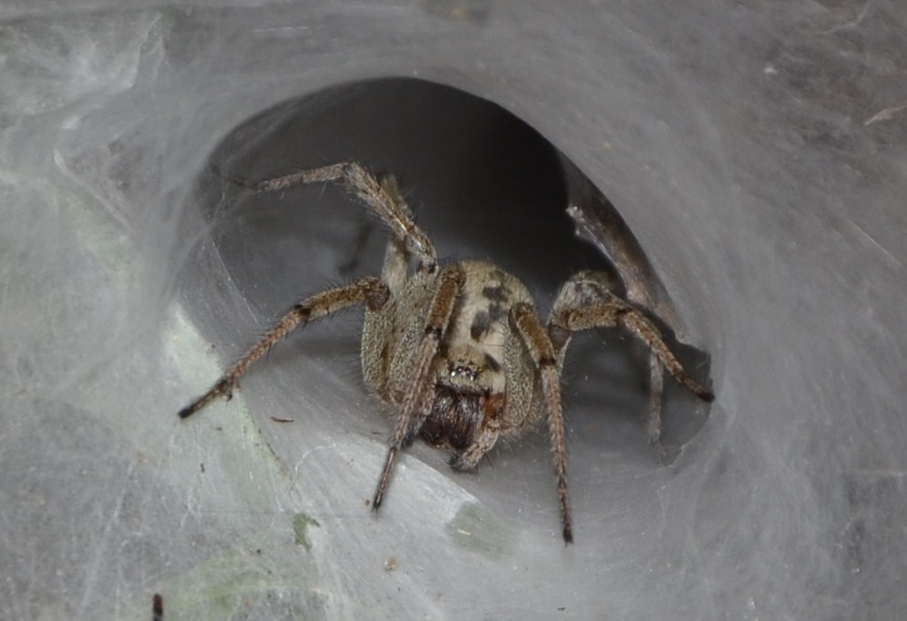 Ragno nella sua tana (cropped)