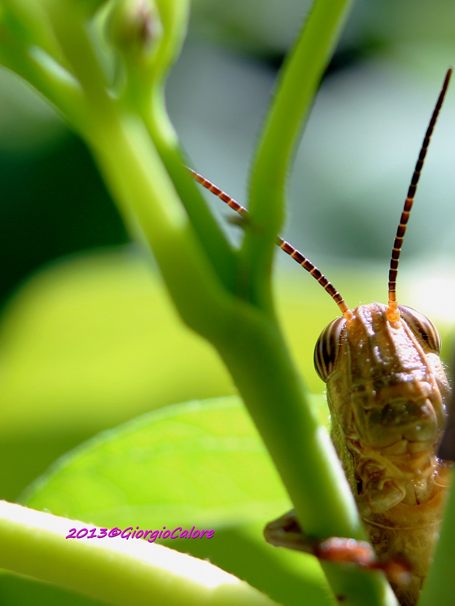 Grasshopper curious