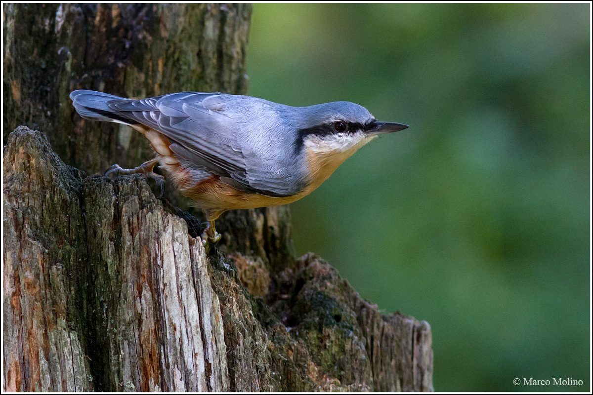 Sitta europaea - Picchio muratore