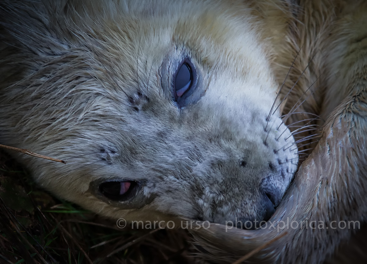 Foca Atlantica appena nata