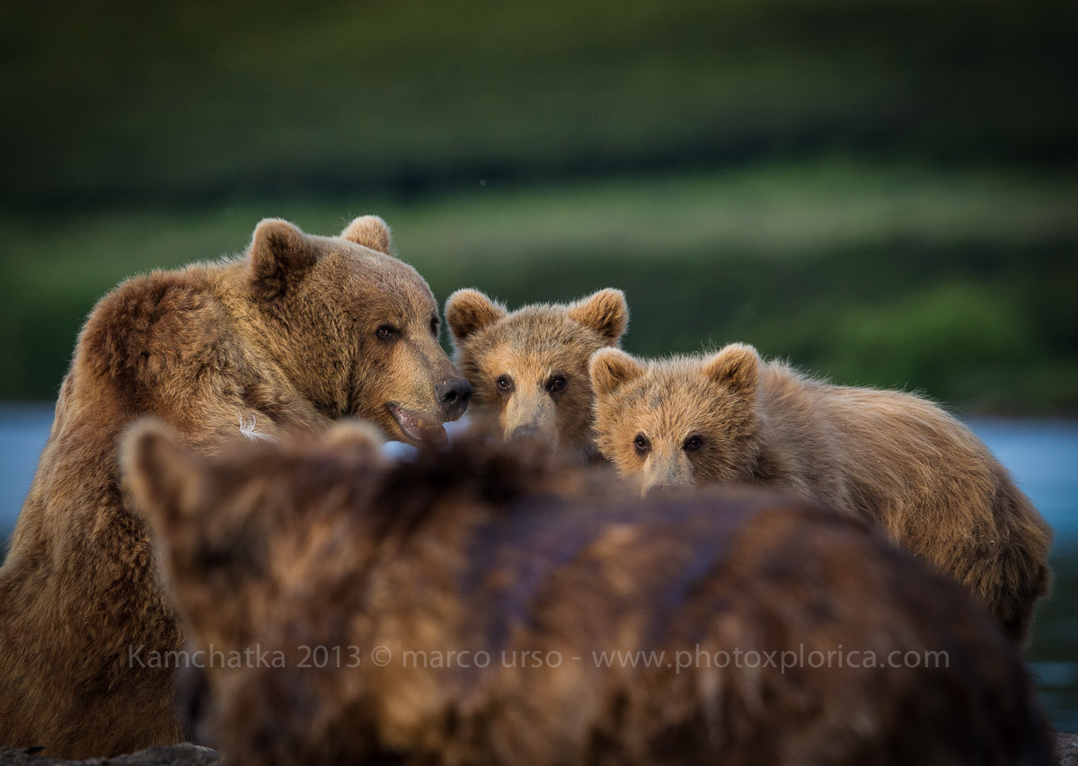 Arriva l'Orso Cattivo..... Kuril Lake 2013