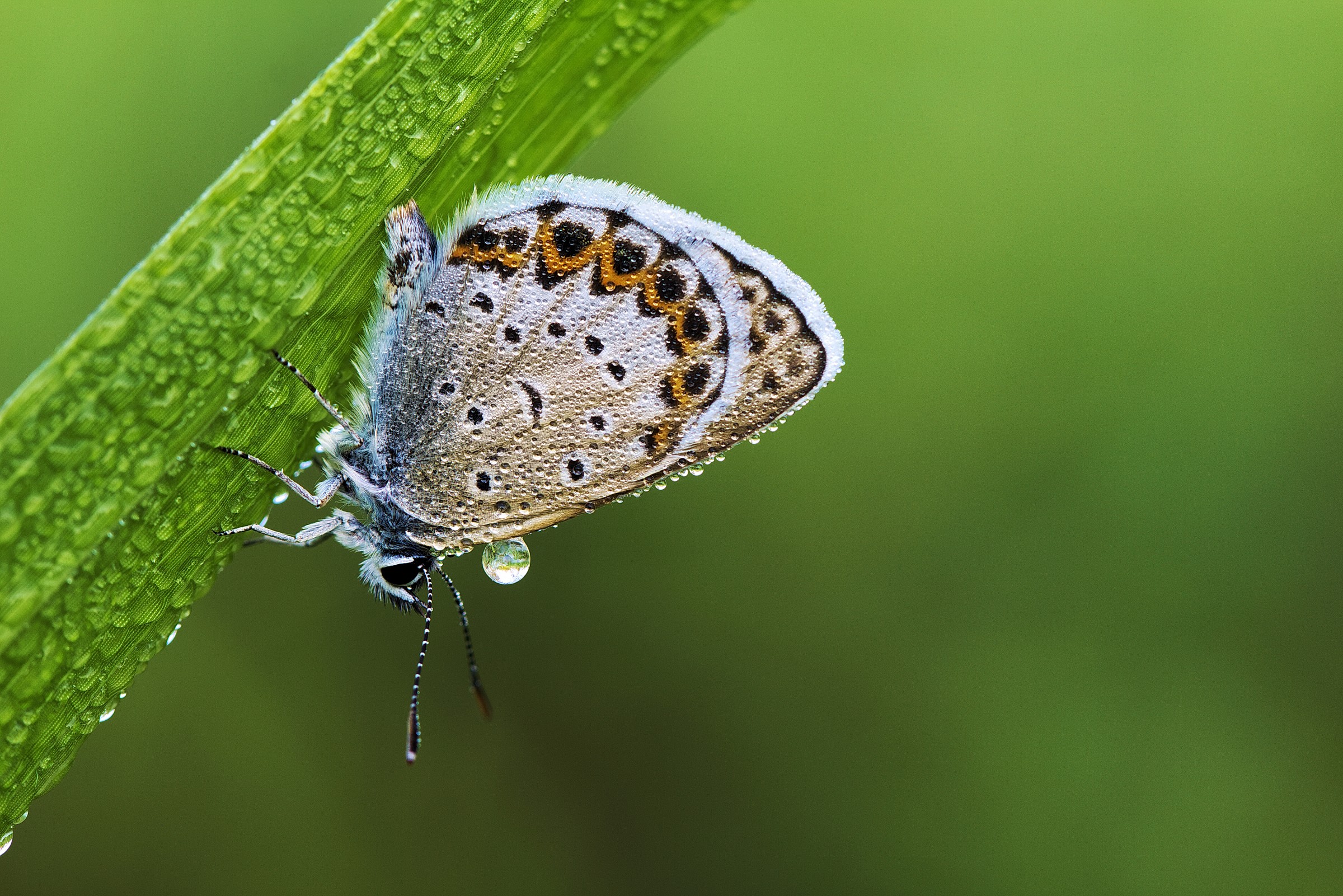 Plebejus (Plebejus) argus (Linnaeus, 1758)