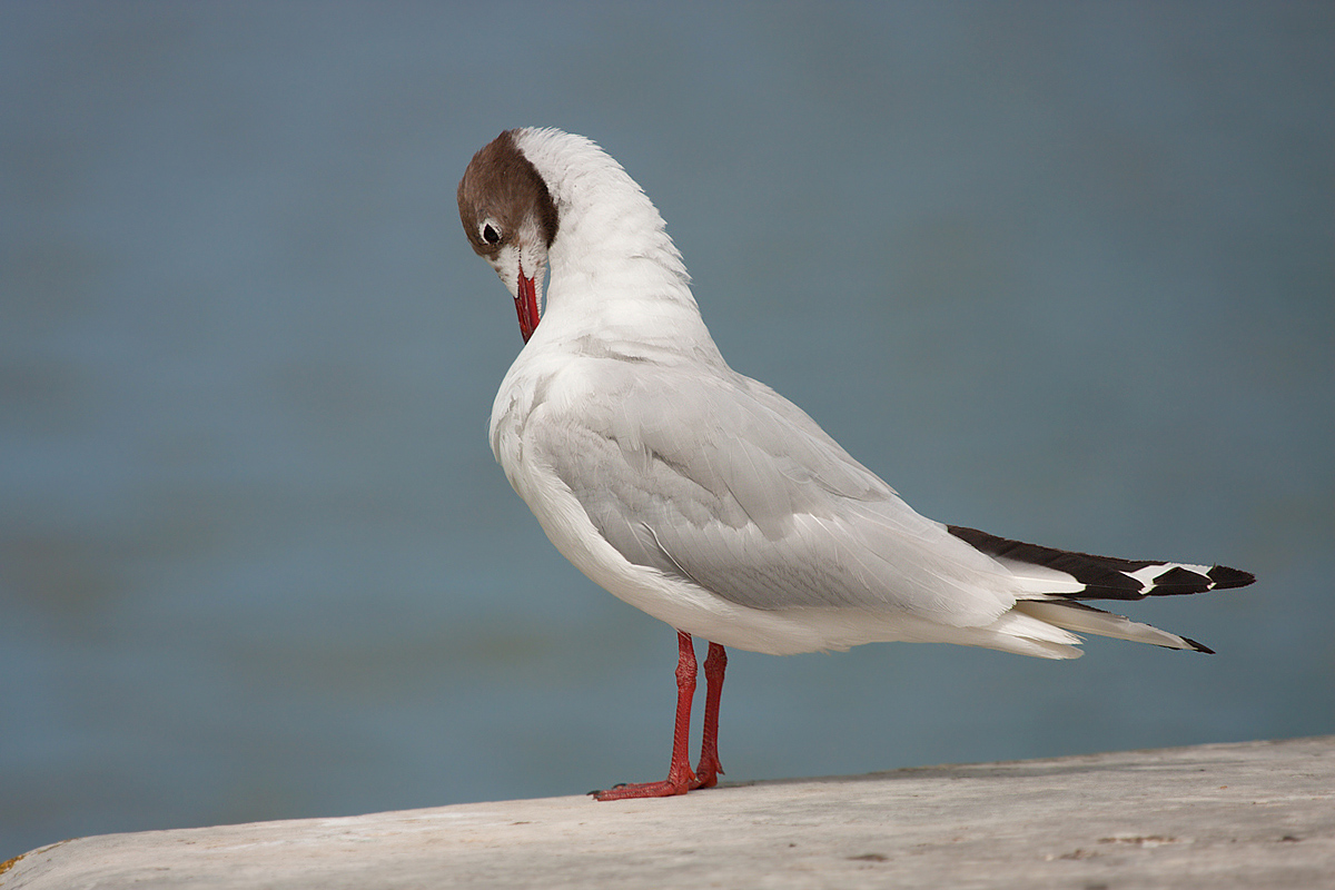 Black-headed Gull in Versailles