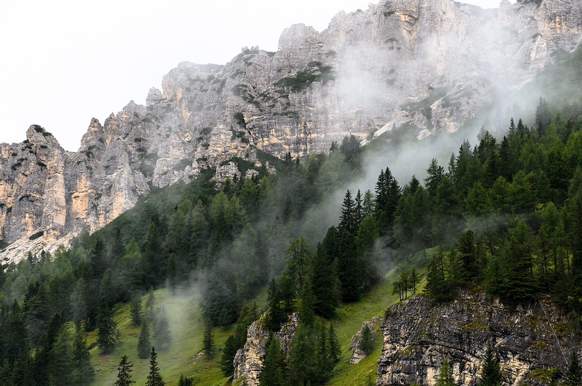 The breath of the forest