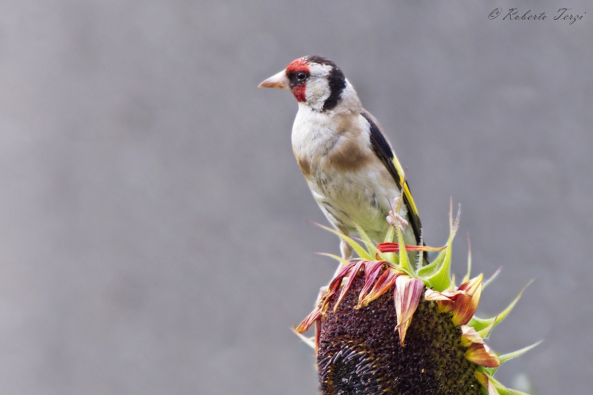 Goldfinch
