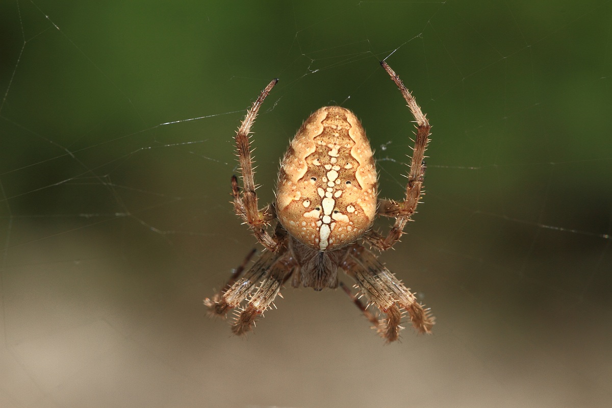 Spiny spider