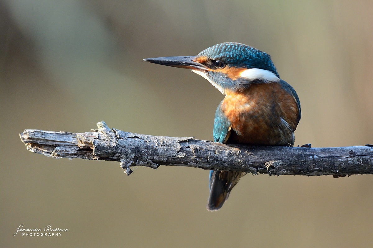 Kingfisher