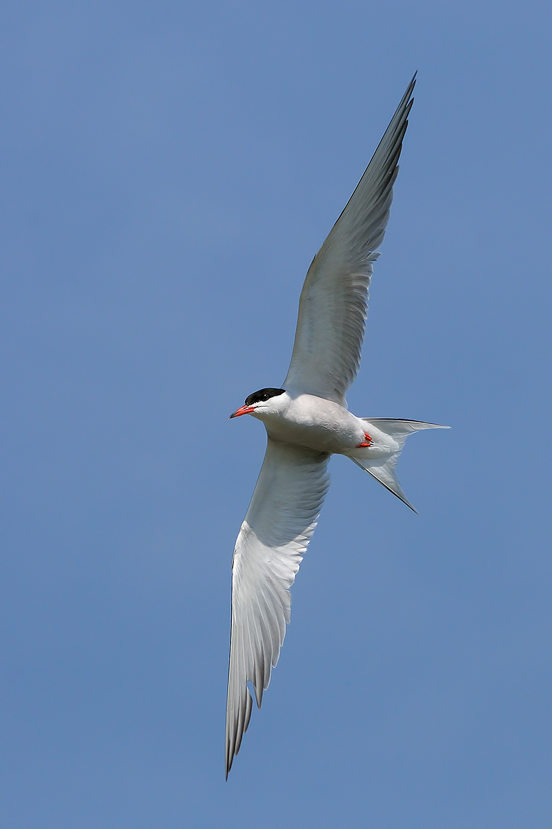 Tern