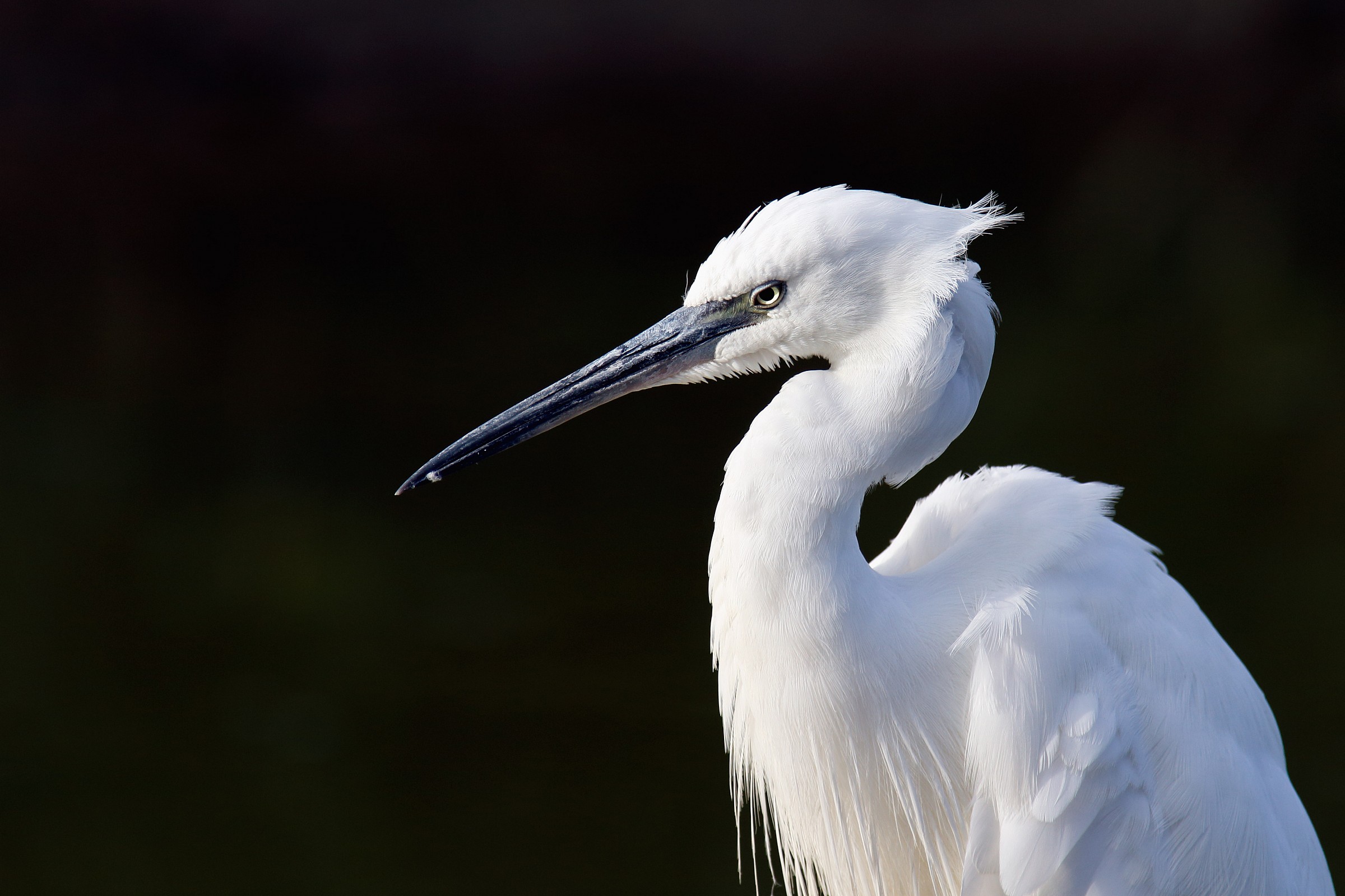 Egretta Garzetta
