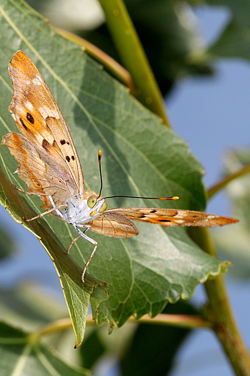 apatura ilia