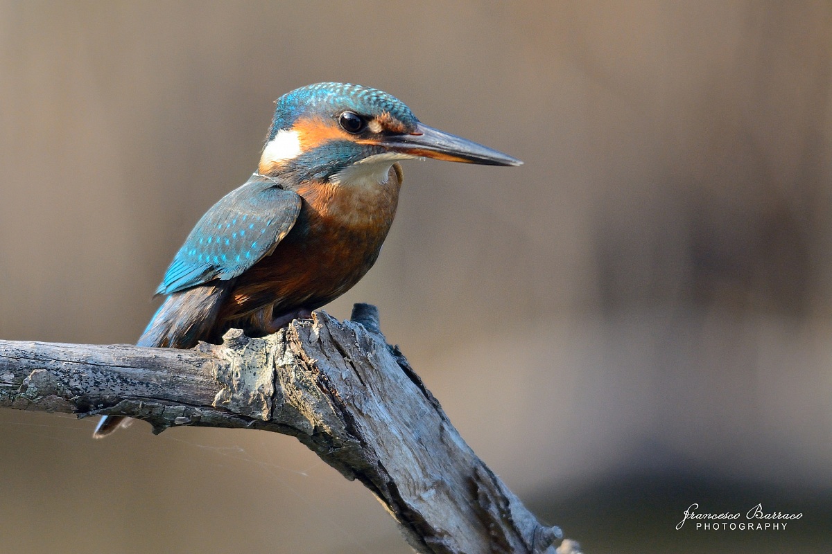 Kingfisher