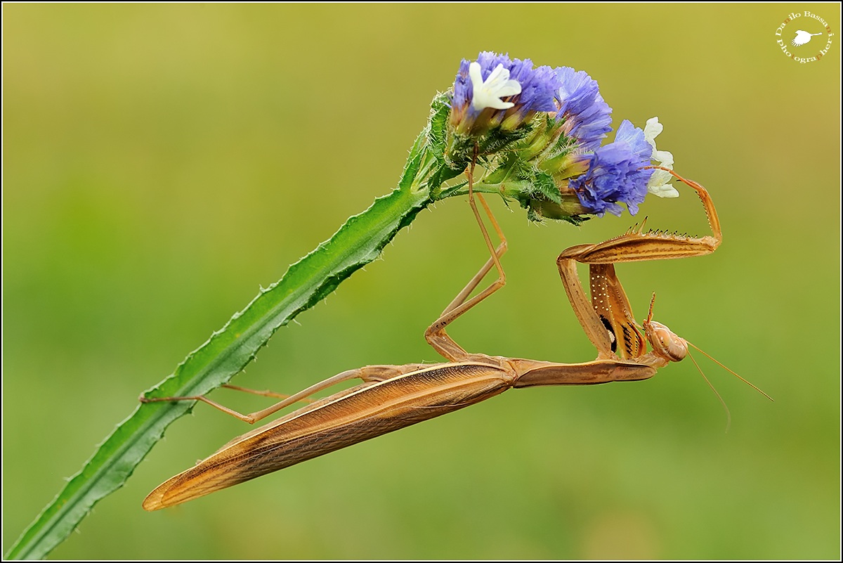 Before mantis season