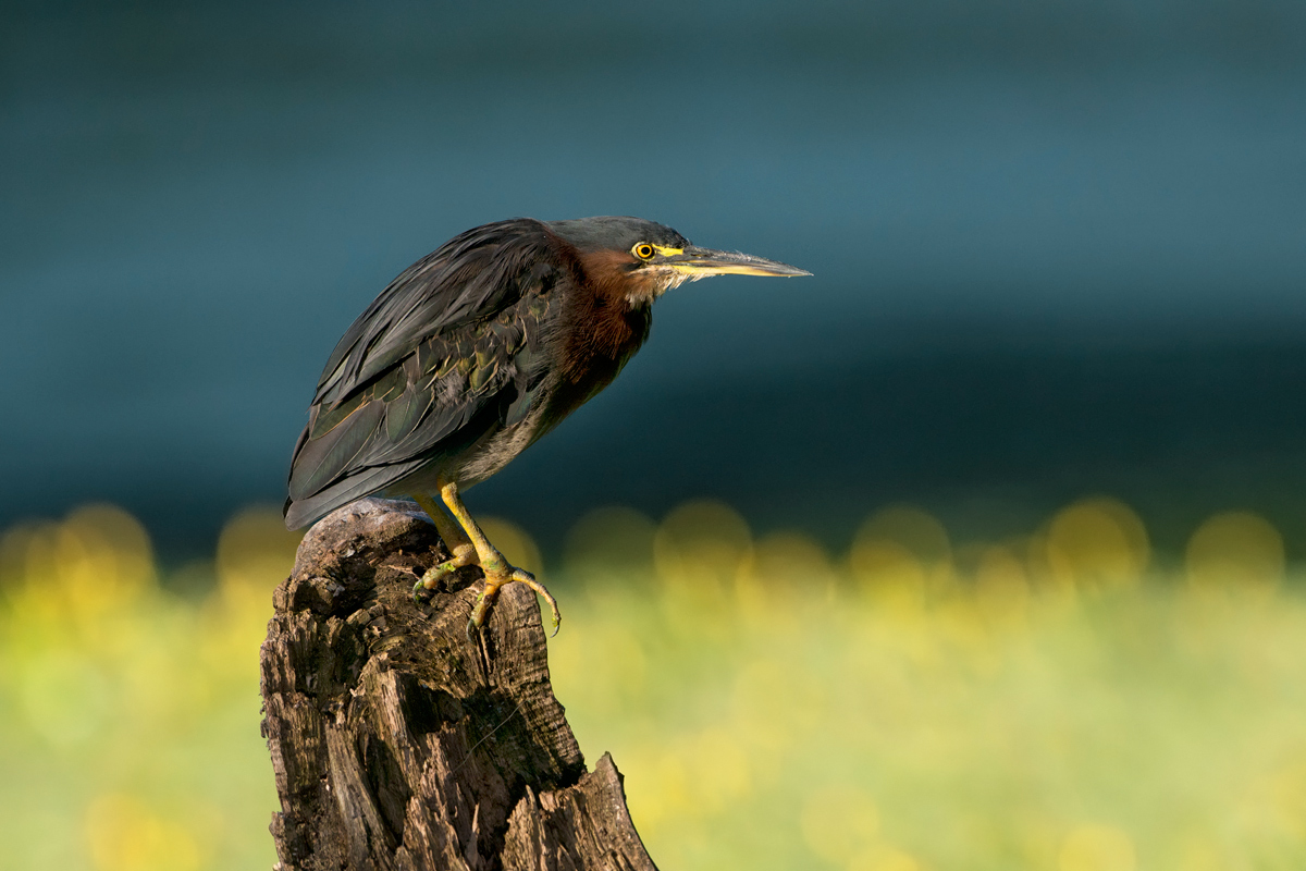 Green heron