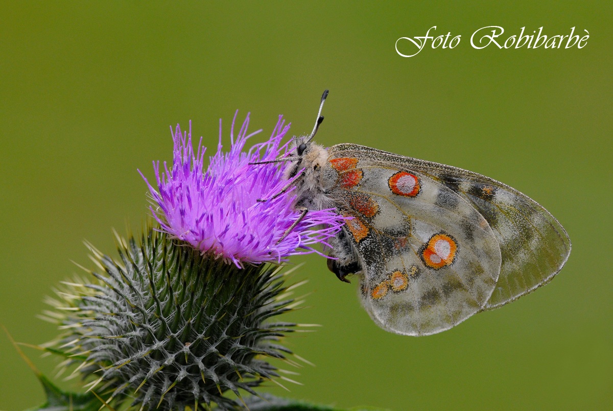 Parnassius apollo.... Apollo ...