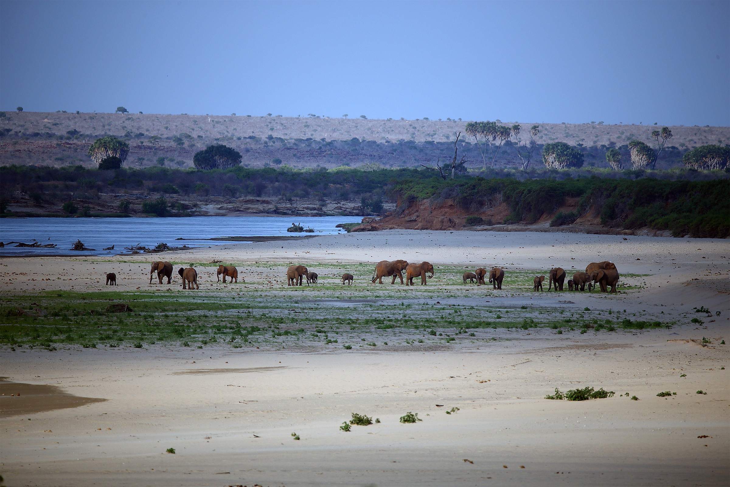 Elefanti al fiume Galana