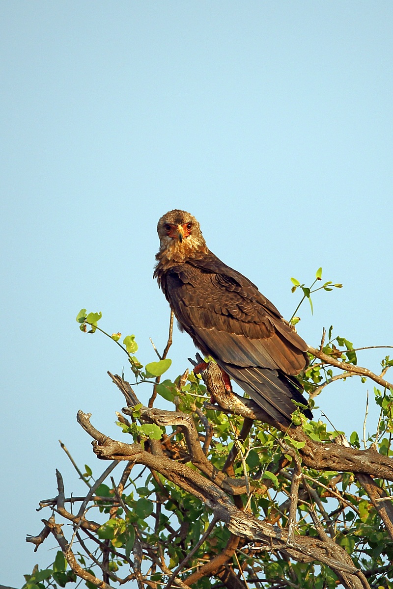 Giovane di Terathopius ecaudatus (falco giocoliere)