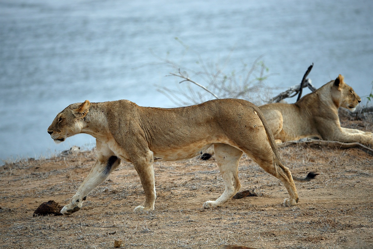 Leonessa lungo il fiume