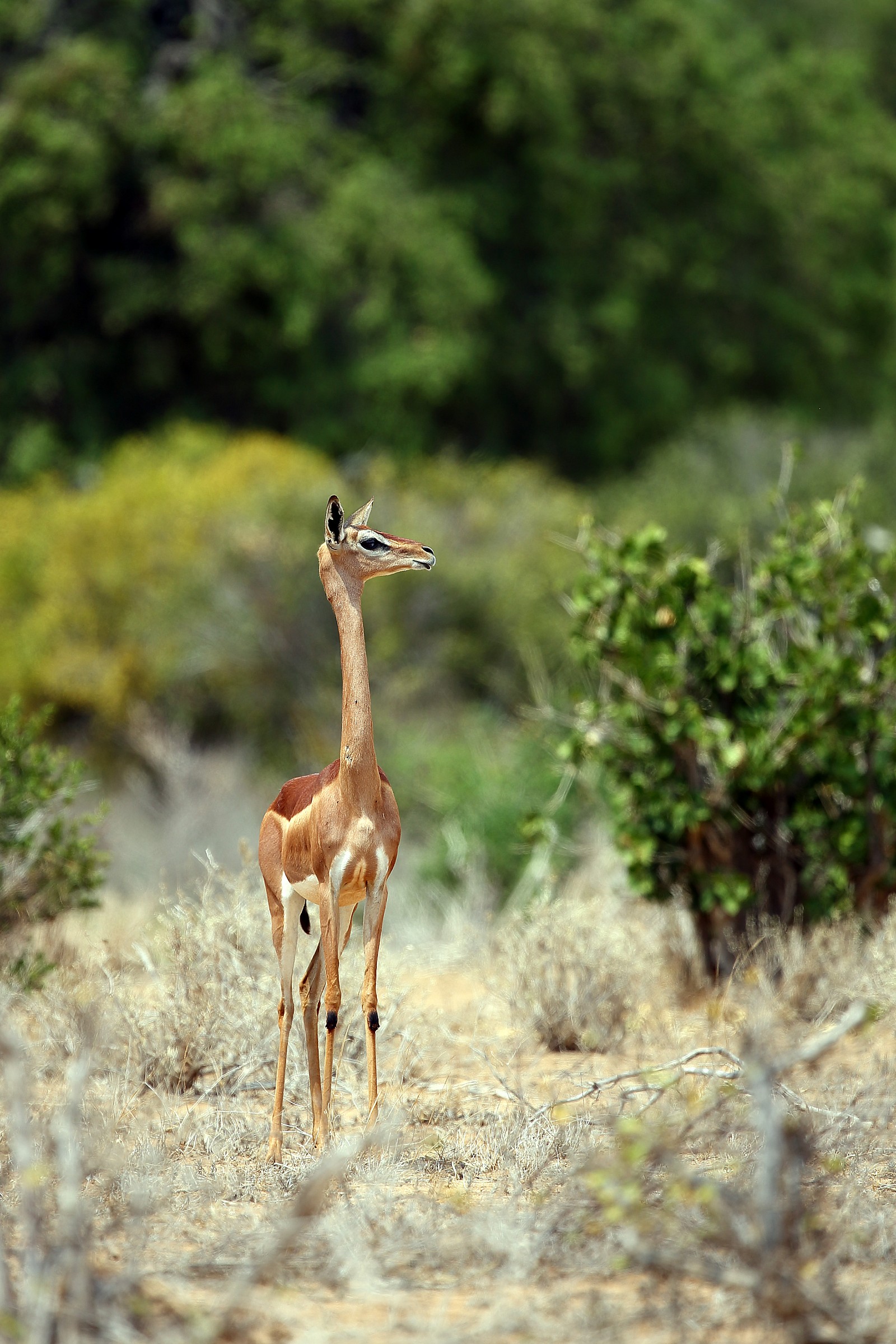 Gazelle giraffe