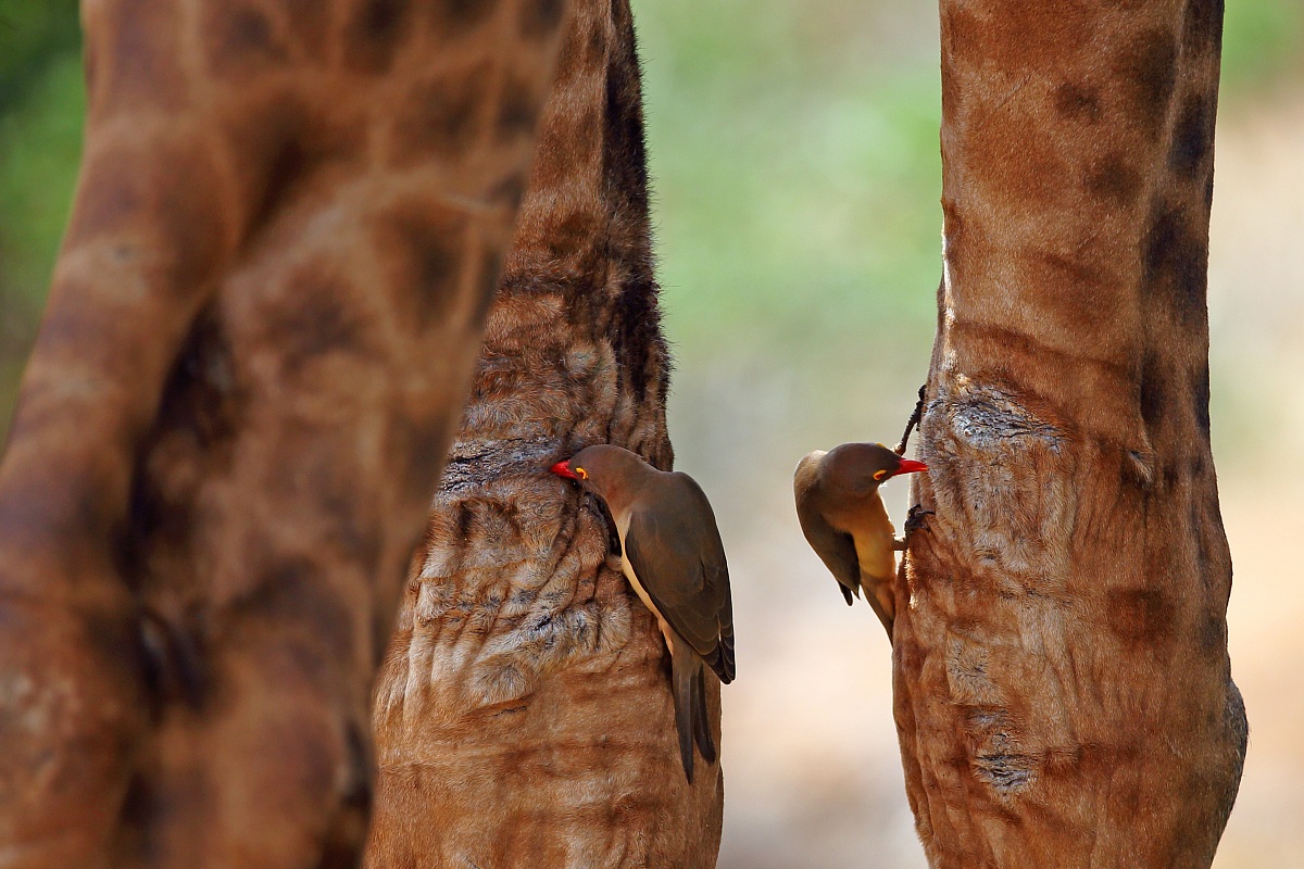 Bufaghe su zampe di giraffa