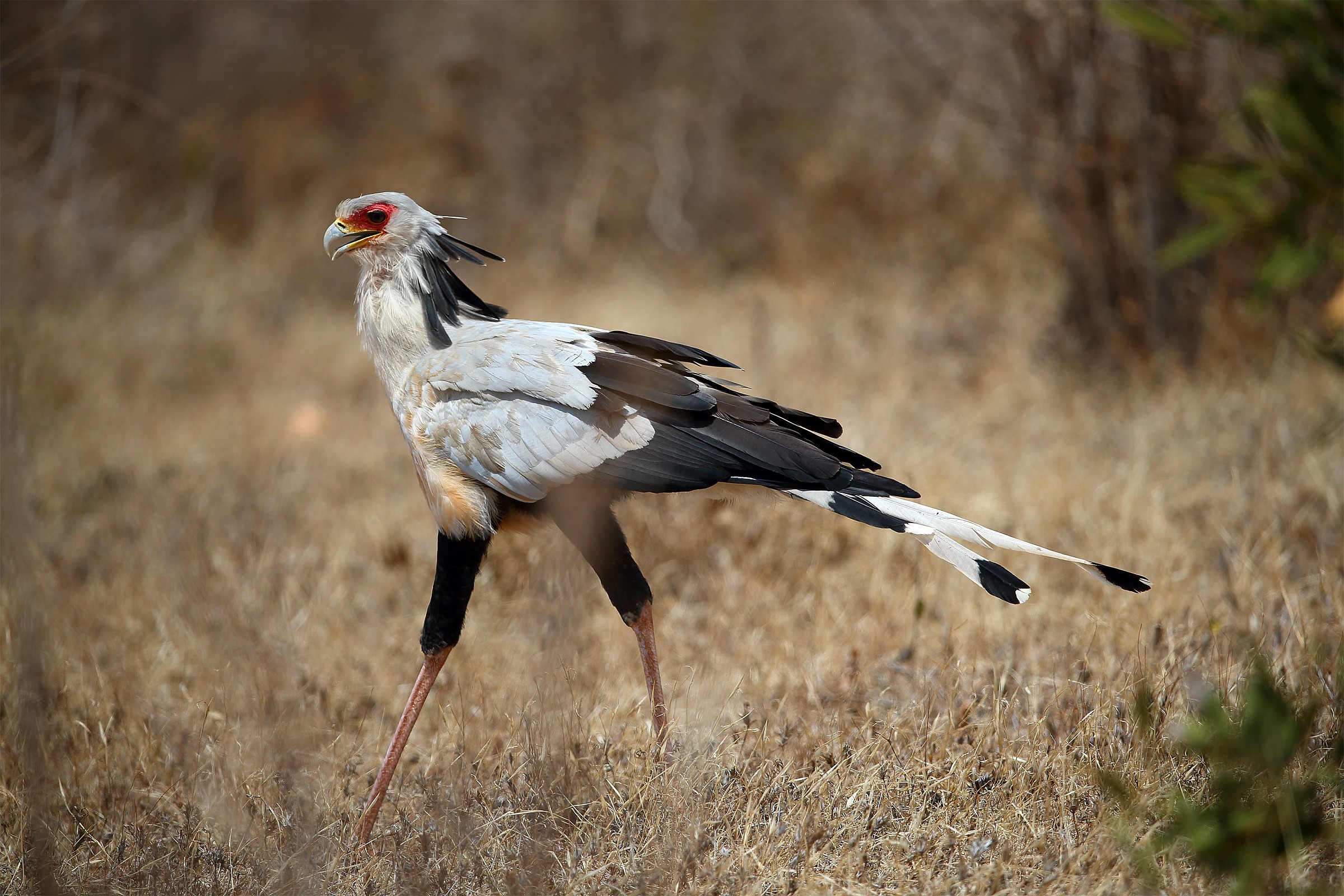 Sagittarius serpentarius (Serpentario)
