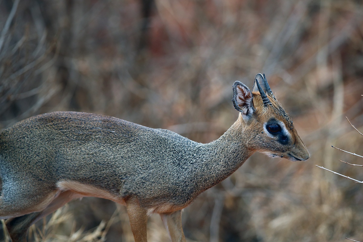 Dik dik
