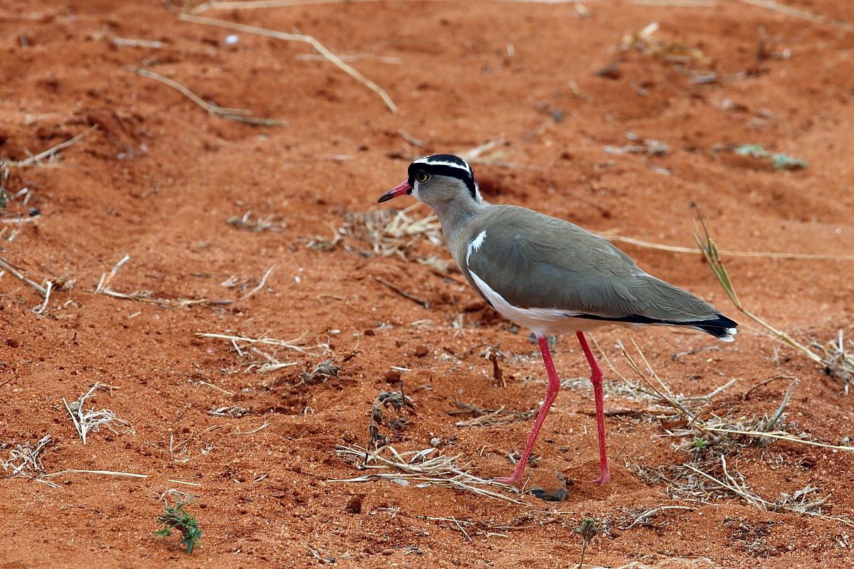Vanellus coronatus (Pavoncella coronata)