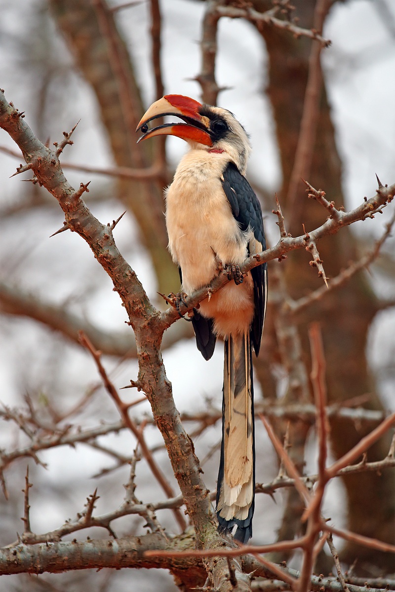 Tockus deckeni (Bucero di Van der Decken)