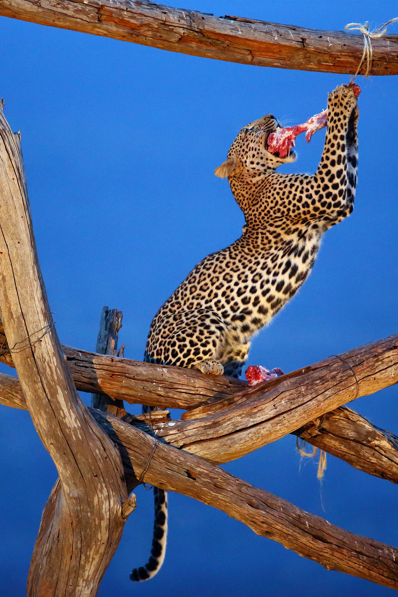 Leopardo a 10.000 ISO !!!