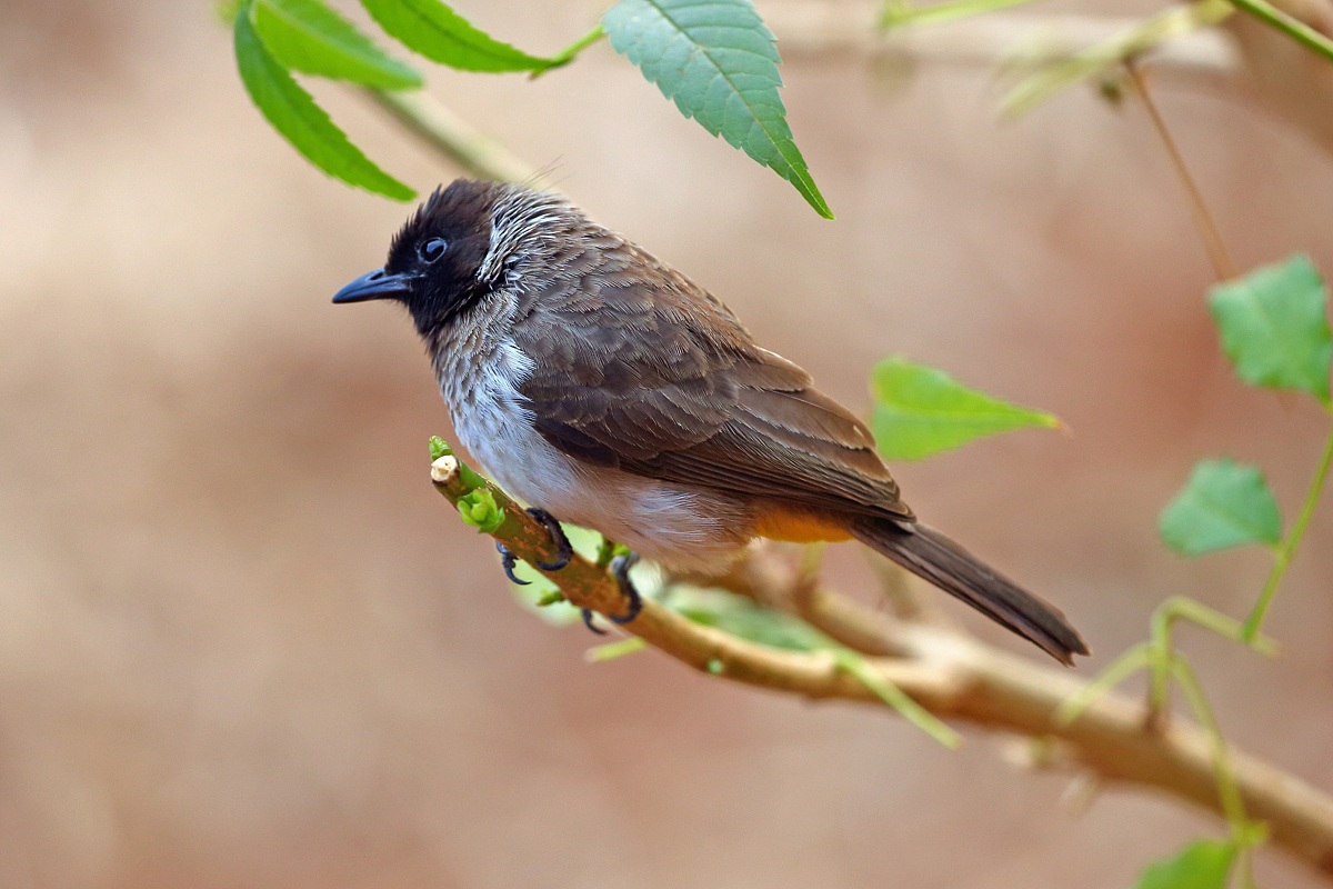 Pycnonotus barbatus (Bulbul)