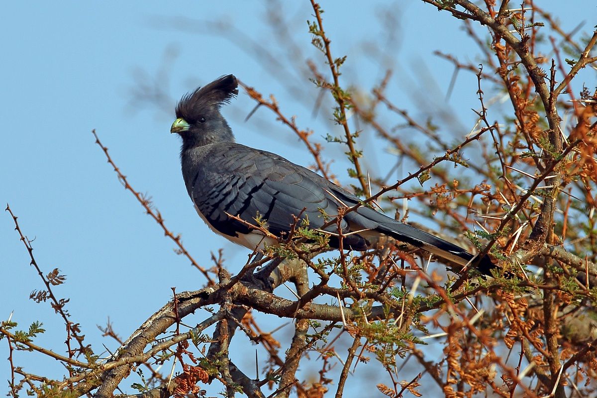 Criniferoides leucogaster