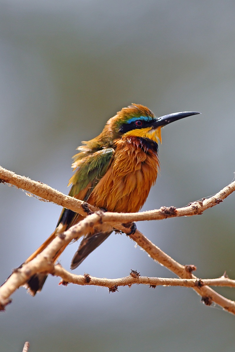 Merops pusillus cyanosticus (Bee Minor)