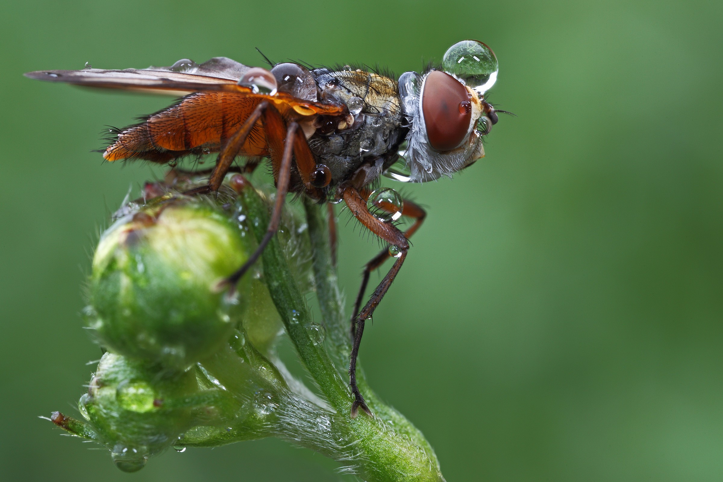 Ectophasia crassipennis